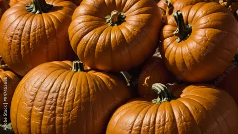 pumpkins