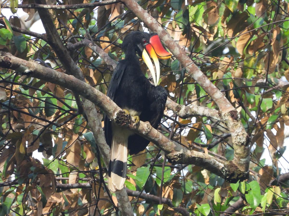 Photo of a black and orange beaked Borneo bird